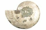 Cut & Polished Ammonite Fossil (Half) - Madagascar #191567-1